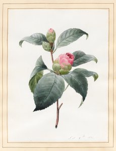 Camellia, 1826 door Louise DOrleans